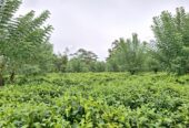 Road Side Land for Sale Matugama