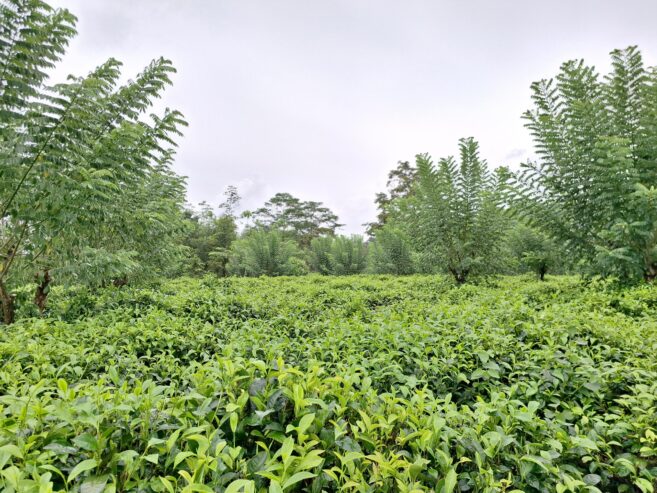 Road Side Land for Sale Matugama