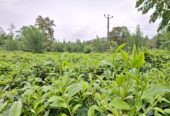 Road Side Land for Sale Matugama