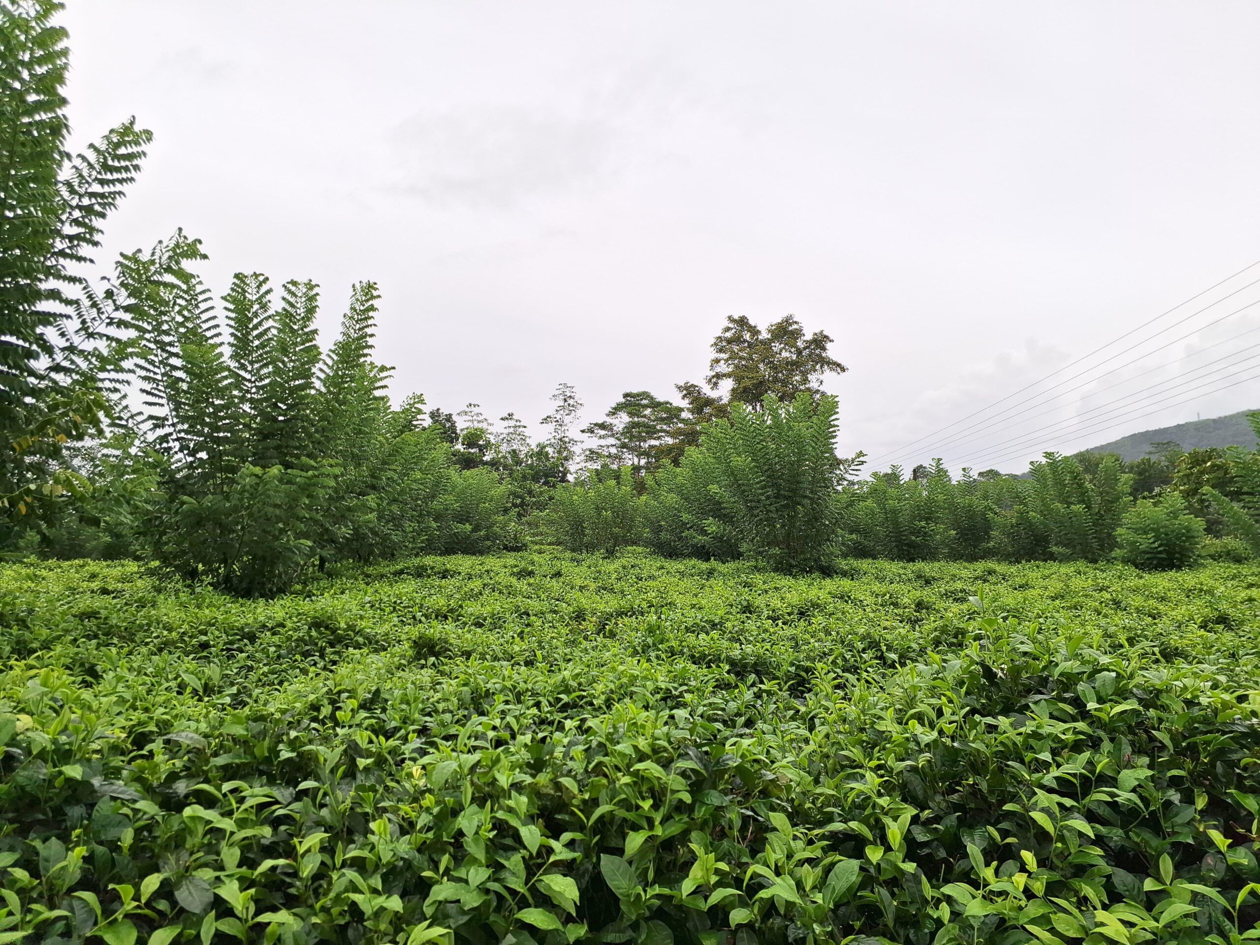 Road Side Land for Sale Matugama