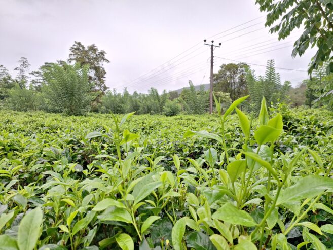 Road Side Land for Sale Matugama