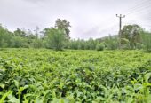 Road Side Land for Sale Matugama