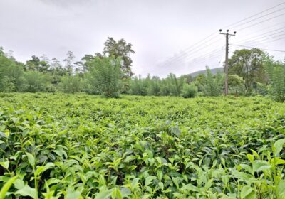 Road Side Land for Sale Matugama