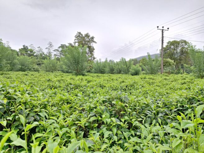 Road Side Land for Sale Matugama