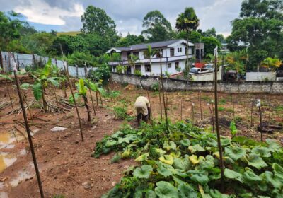 Land for Sale Bandarawela