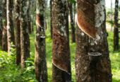 Rubber Land For Sale බඩල්කුඹුර