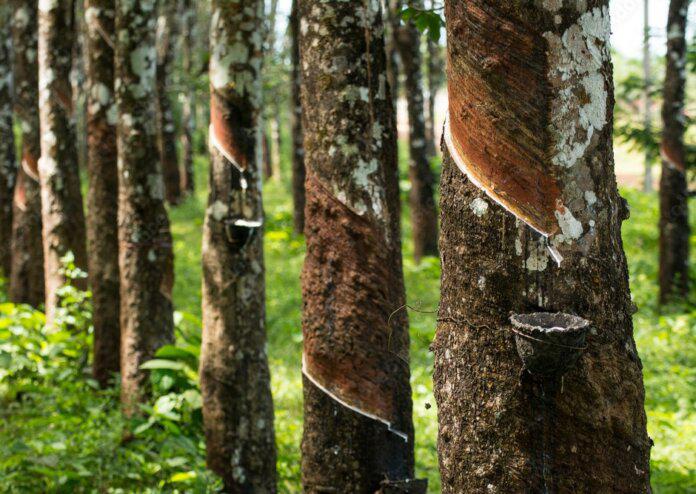 Rubber Land For Sale බඩල්කුඹුර