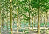 Rubber Land For Sale බඩල්කුඹුර