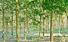 Rubber Land For Sale බඩල්කුඹුර