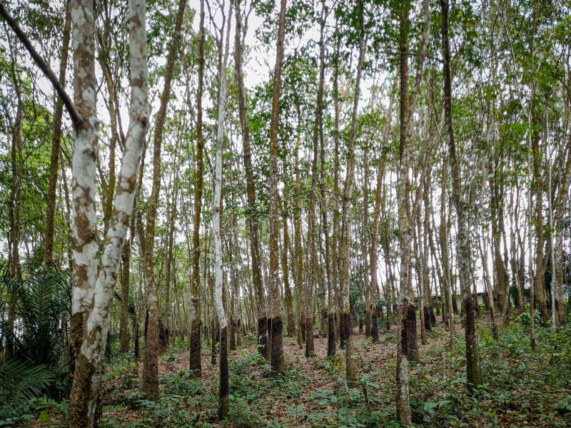 Rubber Land For Sale බඩල්කුඹුර