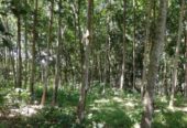 Rubber Land For Sale බඩල්කුඹුර
