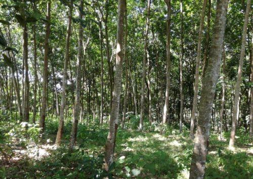 Rubber Land For Sale බඩල්කුඹුර