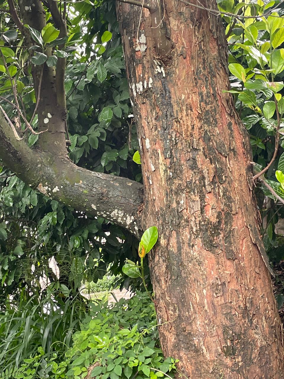 Land for Sale in Kandy