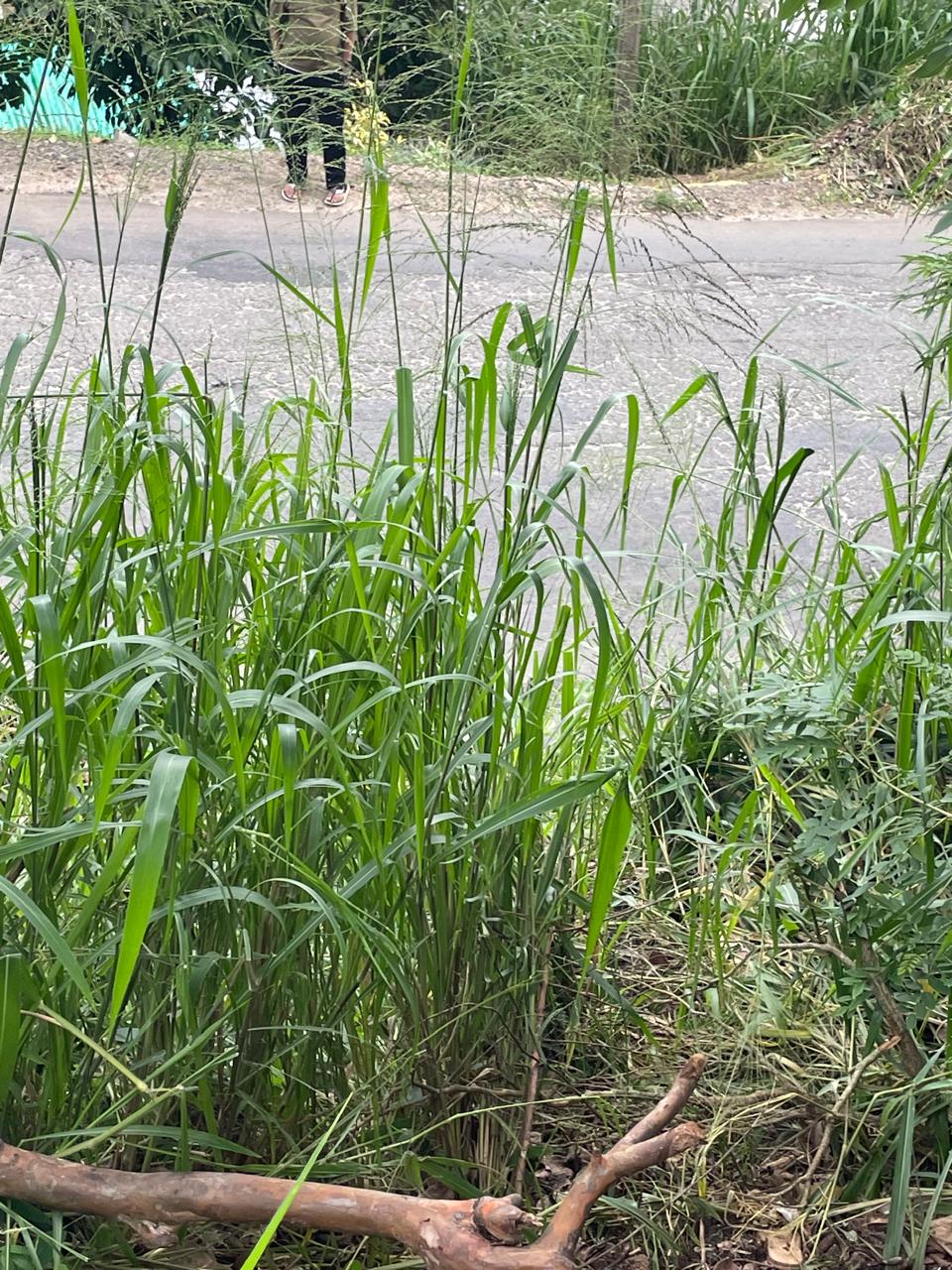 Land for Sale in Kandy