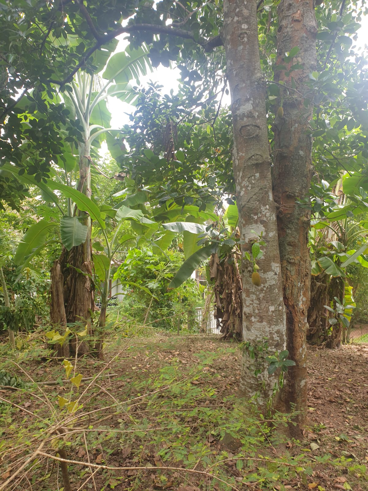 Land For Sale Ganemulla