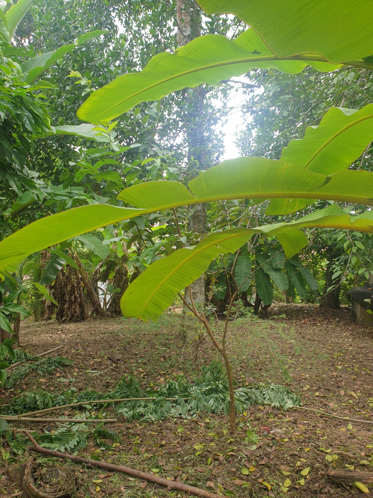 Land For Sale Ganemulla