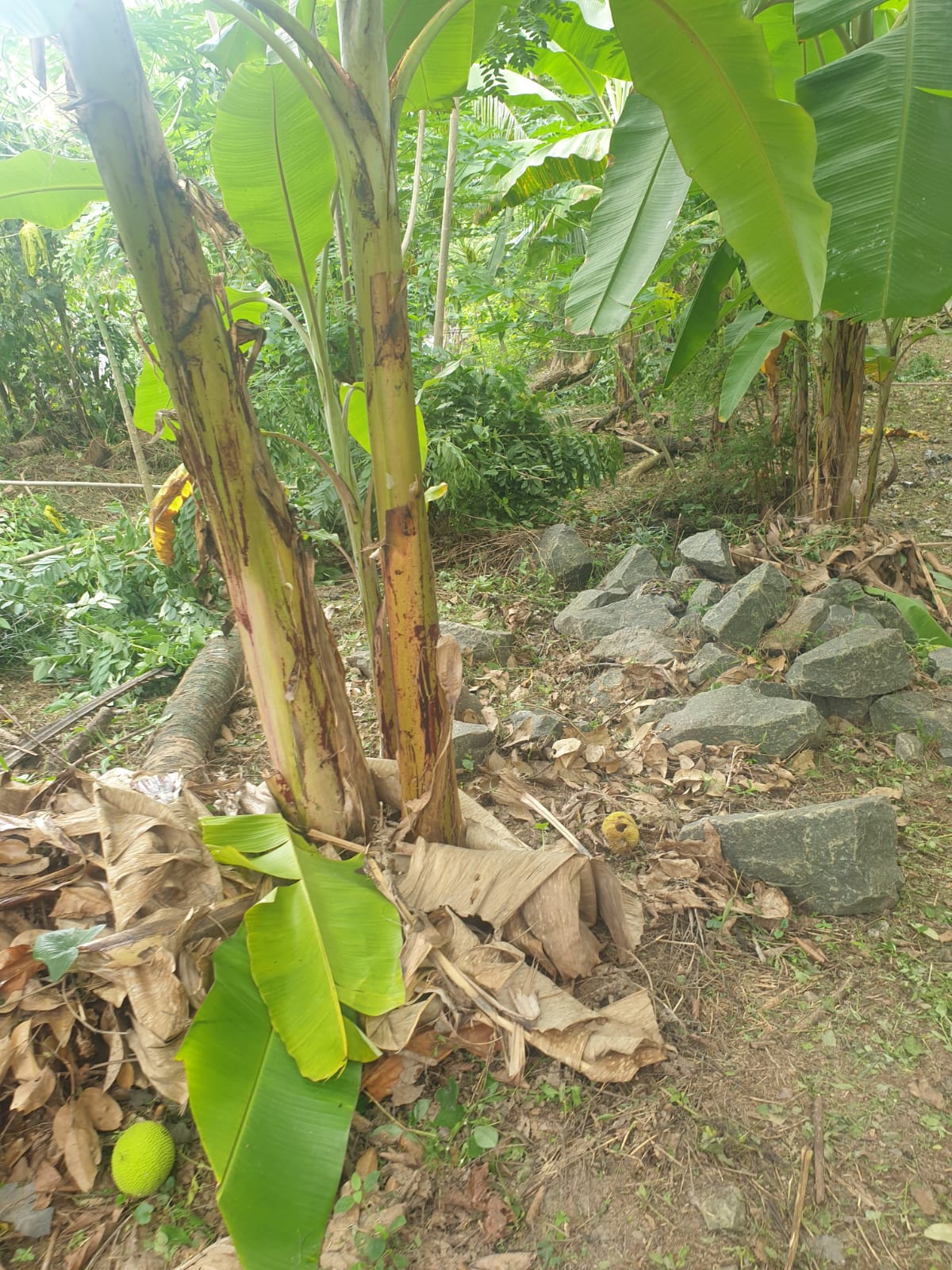 Land For Sale Ganemulla