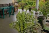 House for Sale in Meegama Alutgama