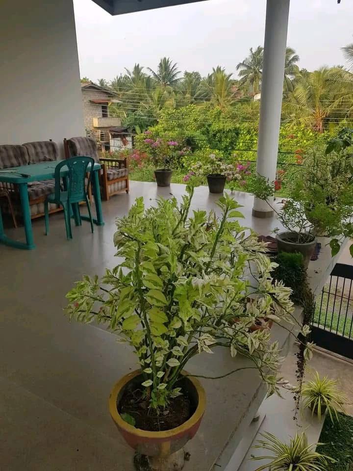 House for Sale in Meegama Alutgama