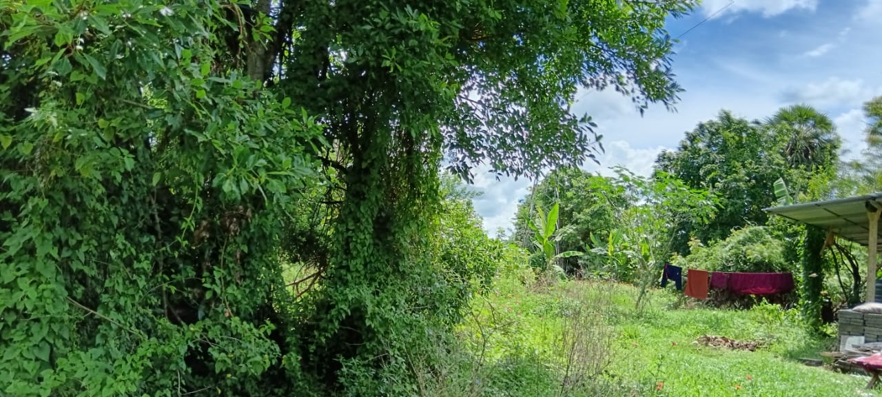 Land for Sale – Habarana (Moragaswawa)