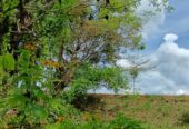 Land for Sale – Habarana (Moragaswawa)