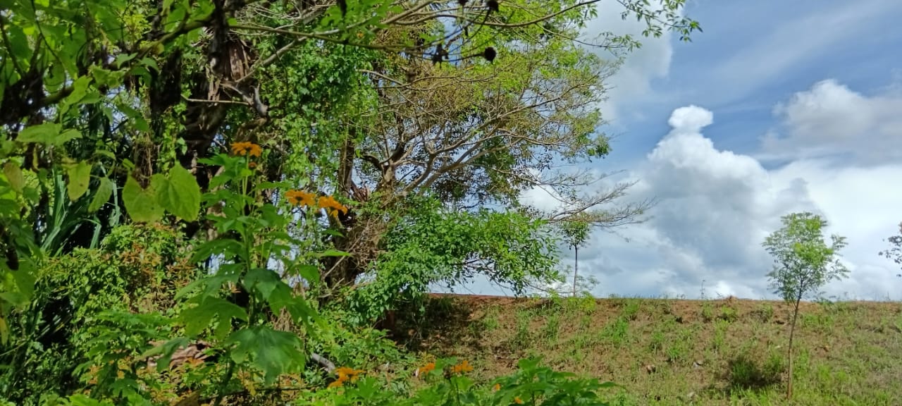 Land for Sale – Habarana (Moragaswawa)