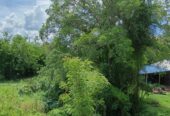 Land for Sale – Habarana (Moragaswawa)