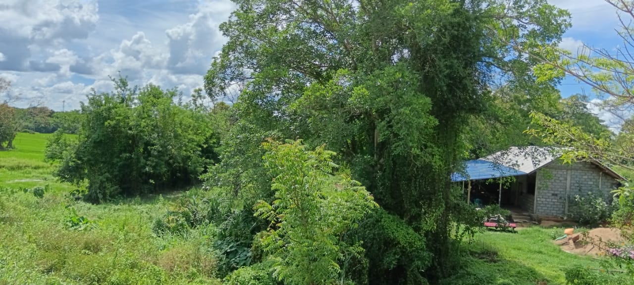 Land for Sale – Habarana (Moragaswawa)