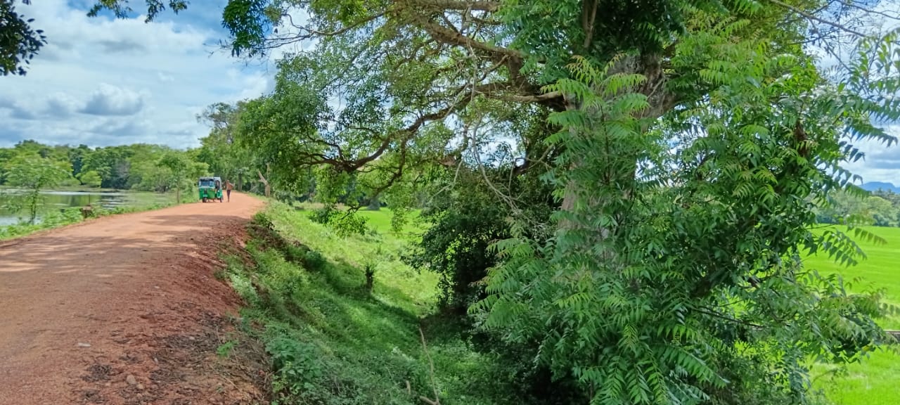 Land for Sale – Habarana (Moragaswawa)