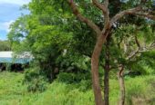 Land for Sale – Habarana (Moragaswawa)