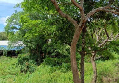 Land for Sale – Habarana (Moragaswawa)