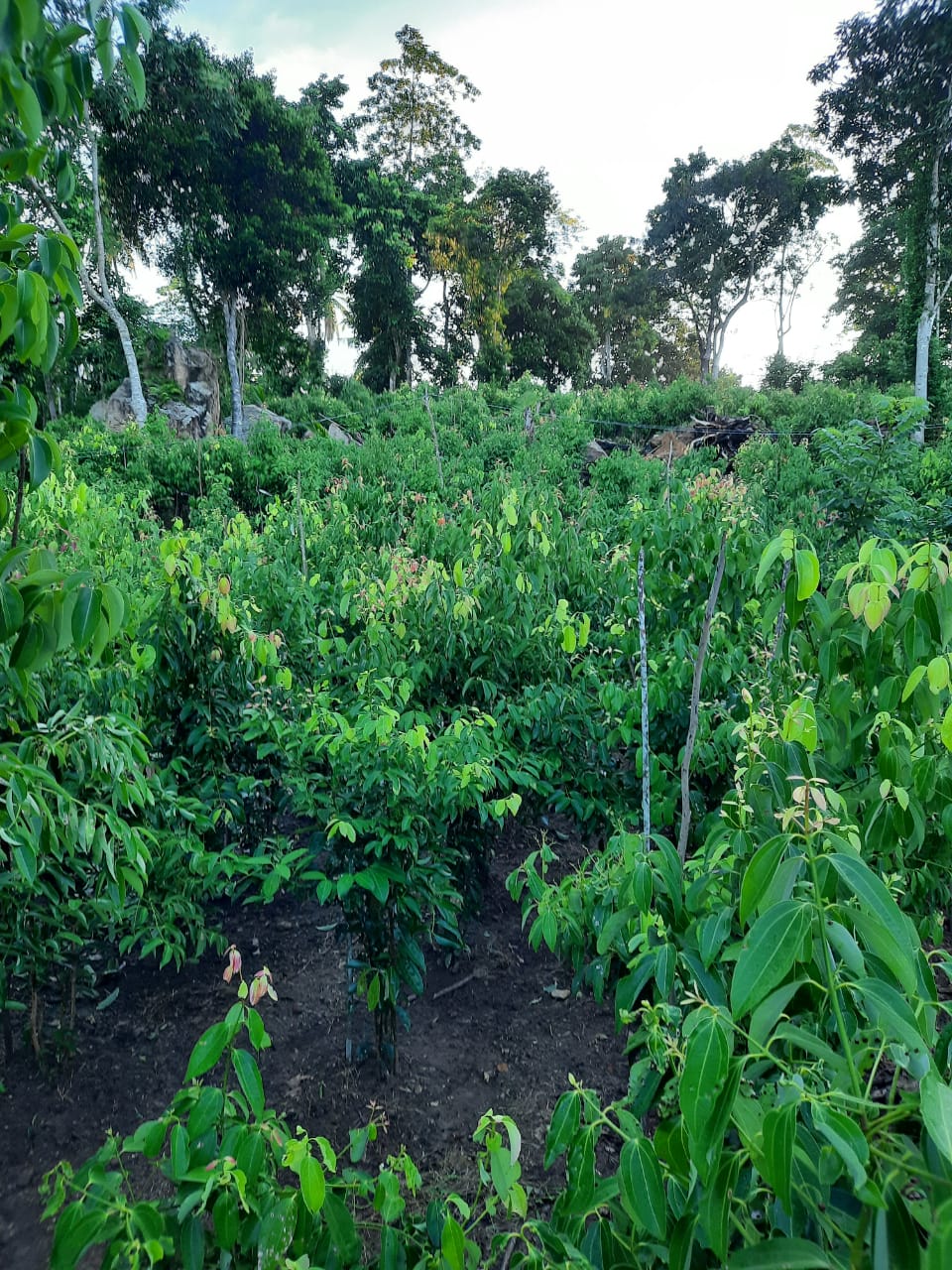 Luxury Villa for Rent in Magalgoda