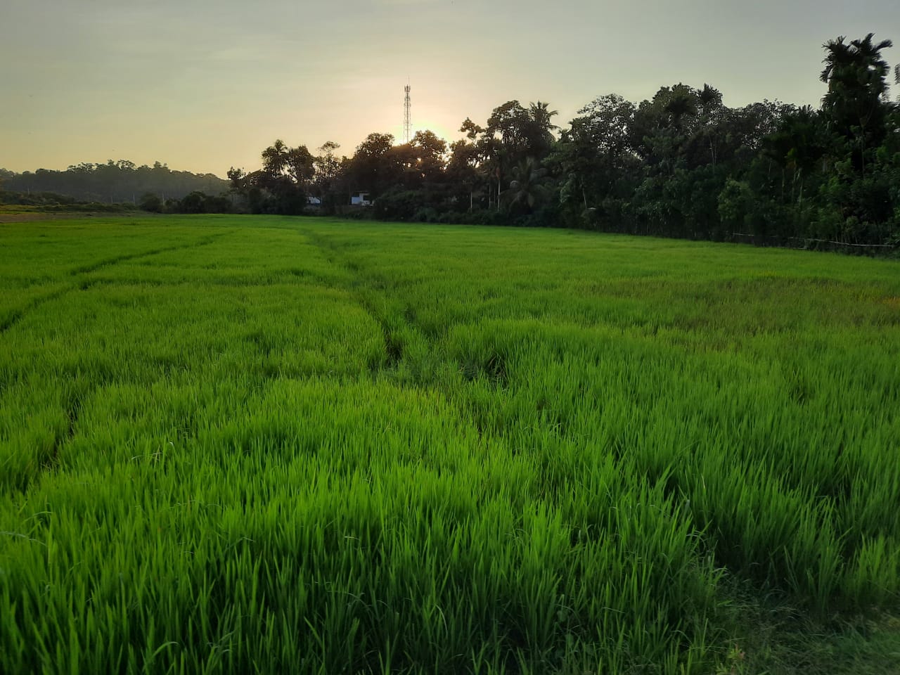 Luxury Villa for Rent in Magalgoda