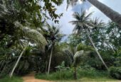 Land with House for Sale in Medawachchiya – Anuradhapura