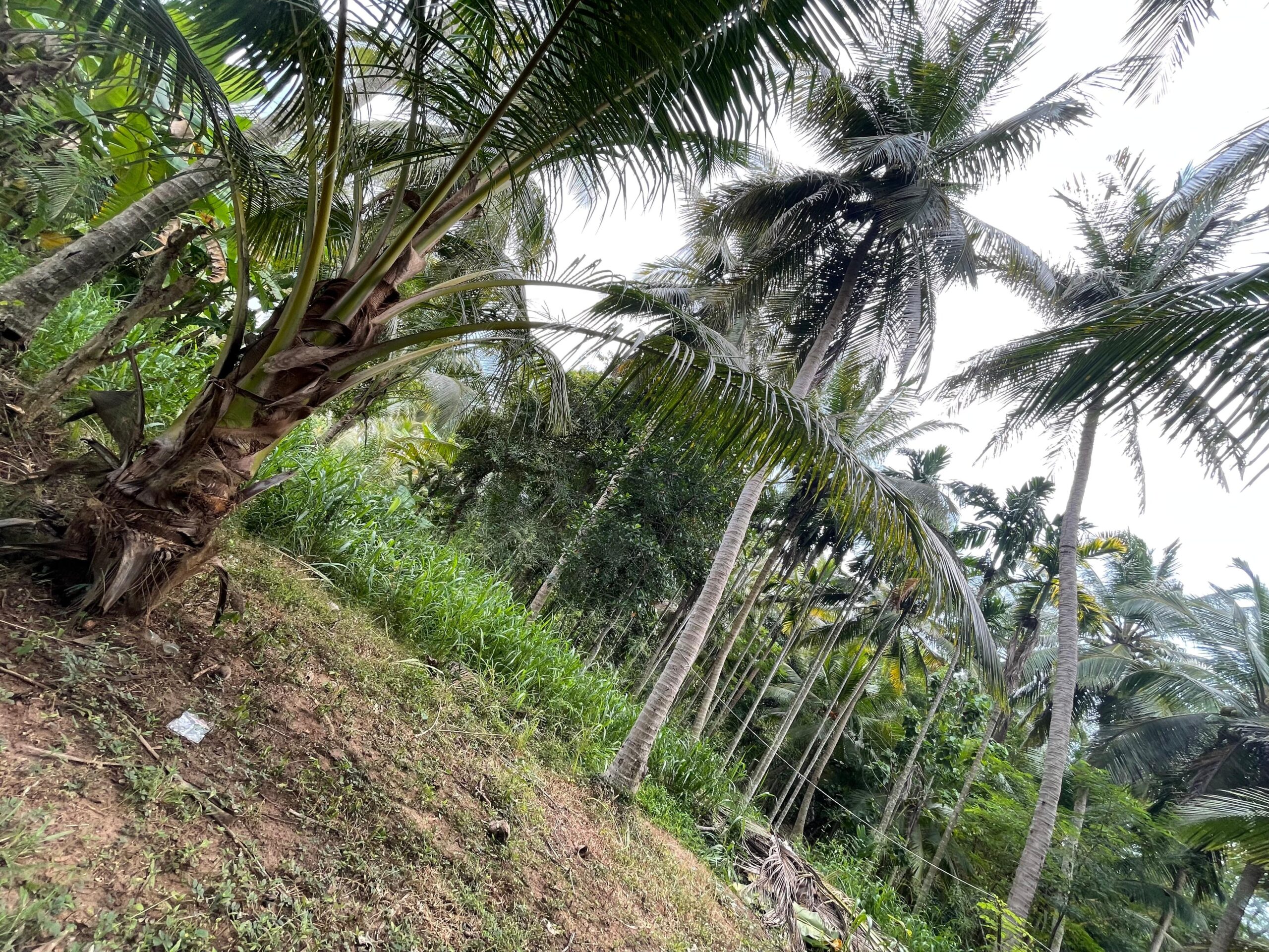 Land with House for Sale in Medawachchiya – Anuradhapura