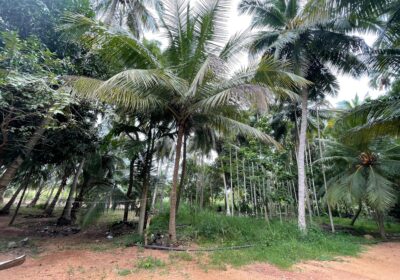 Land with House for Sale in Medawachchiya – Anuradhapura