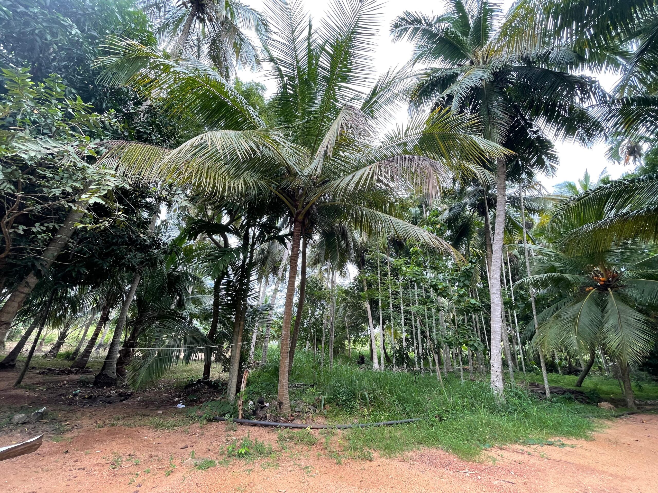 Land with House for Sale in Medawachchiya – Anuradhapura