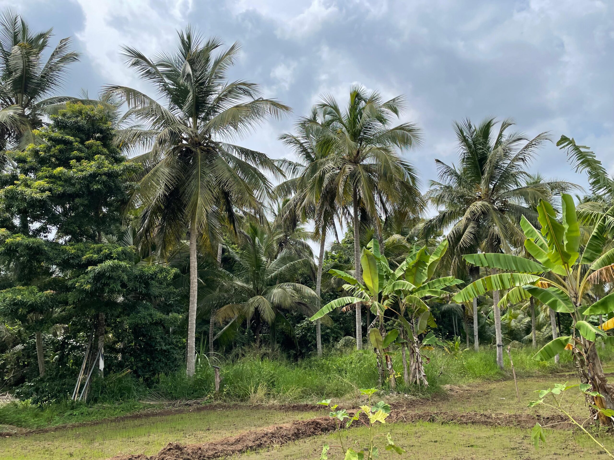 Land with House for Sale in Medawachchiya – Anuradhapura