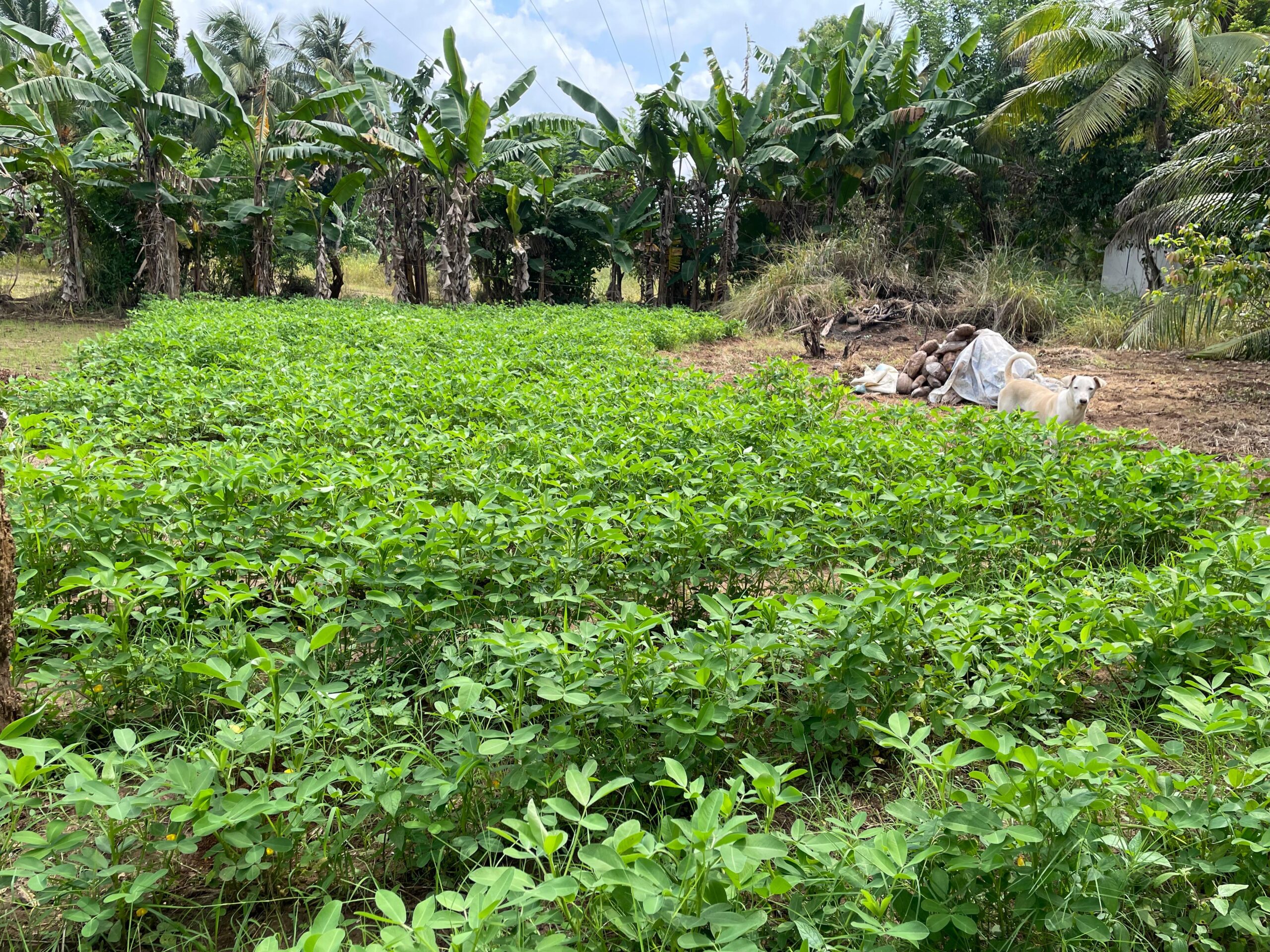 Land with House for Sale in Medawachchiya – Anuradhapura