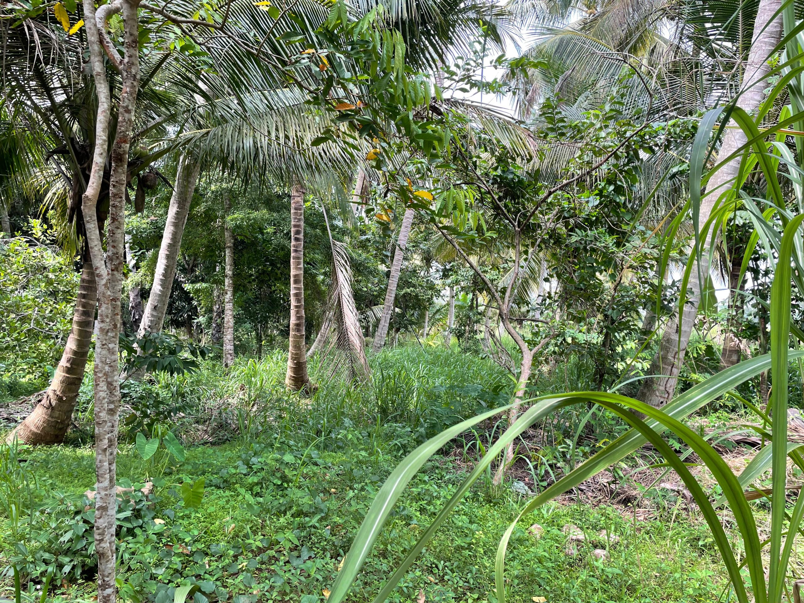 Land with House for Sale in Medawachchiya – Anuradhapura