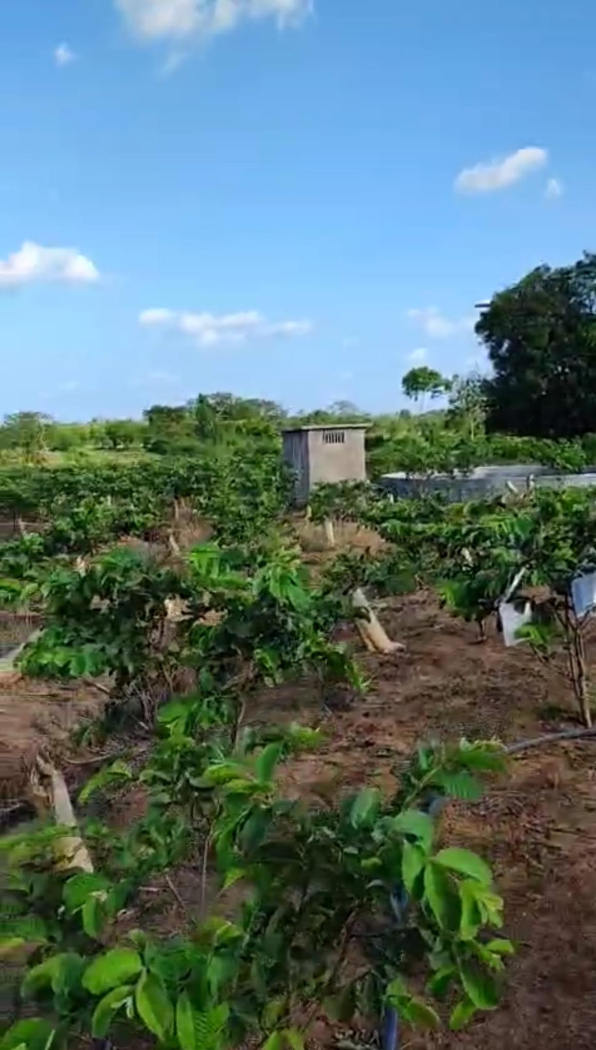 පේර වගා කර ඇති ඵලදාව ලබන අක්කර 02 ඉඩම විකිණීමට