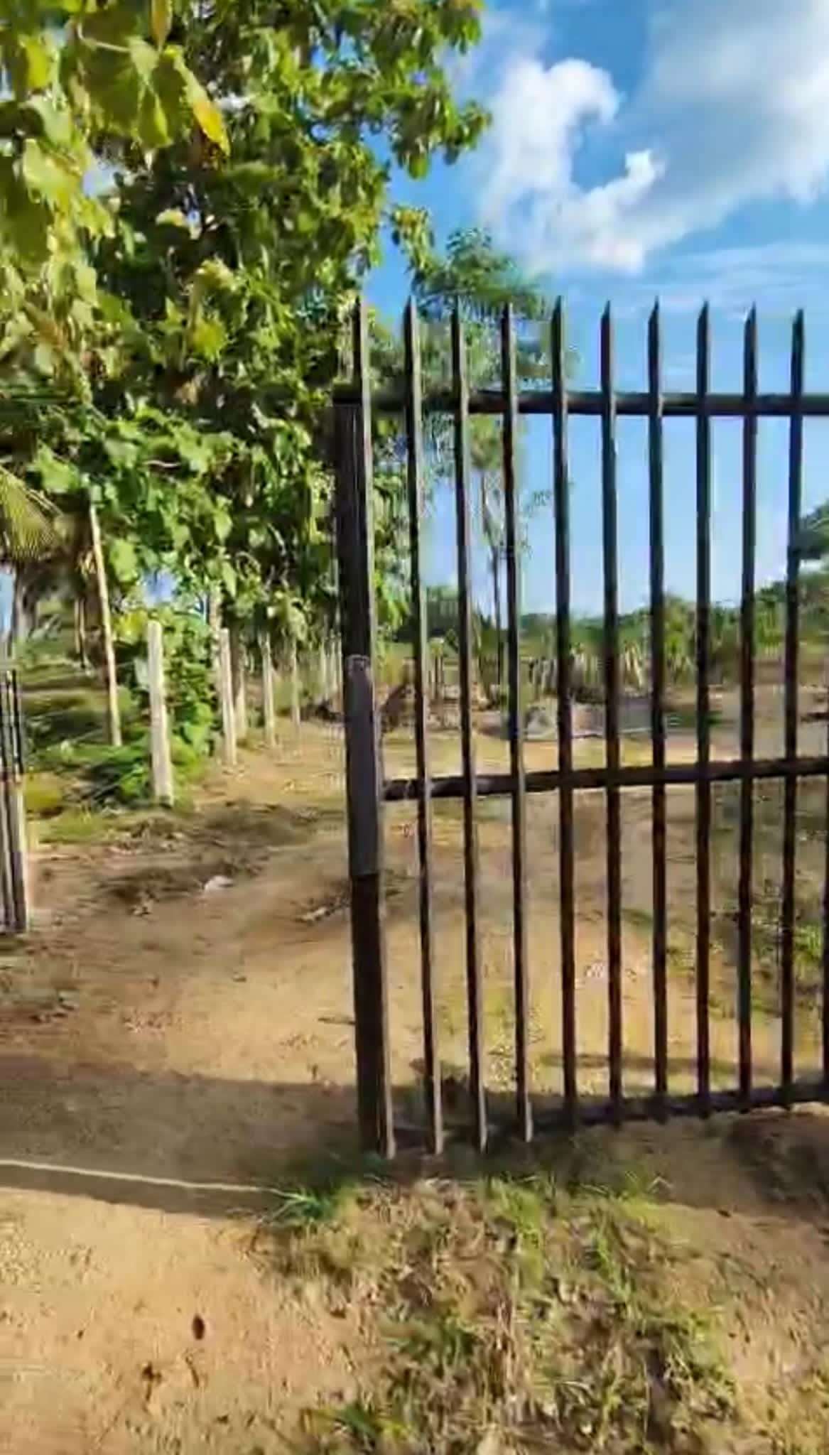 පේර වගා කර ඇති ඵලදාව ලබන අක්කර 02 ඉඩම විකිණීමට