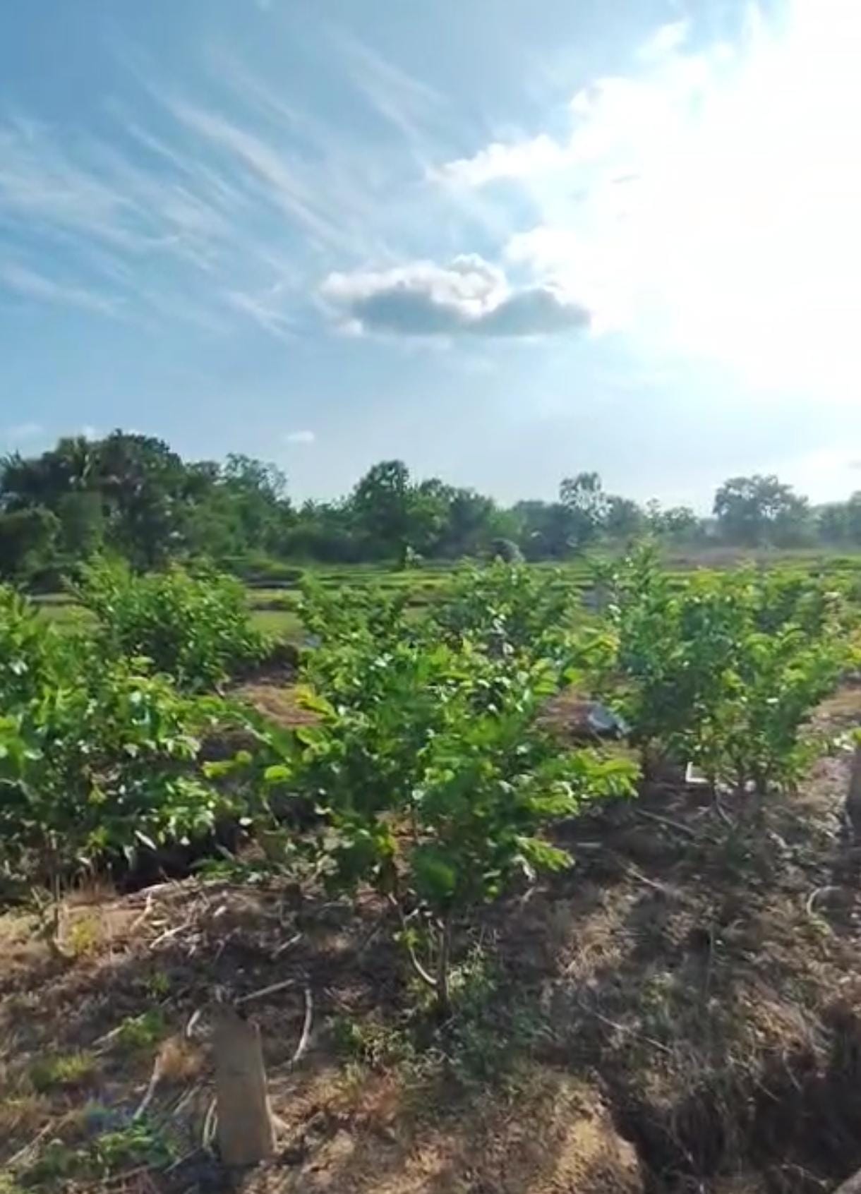පේර වගා කර ඇති ඵලදාව ලබන අක්කර 02 ඉඩම විකිණීමට