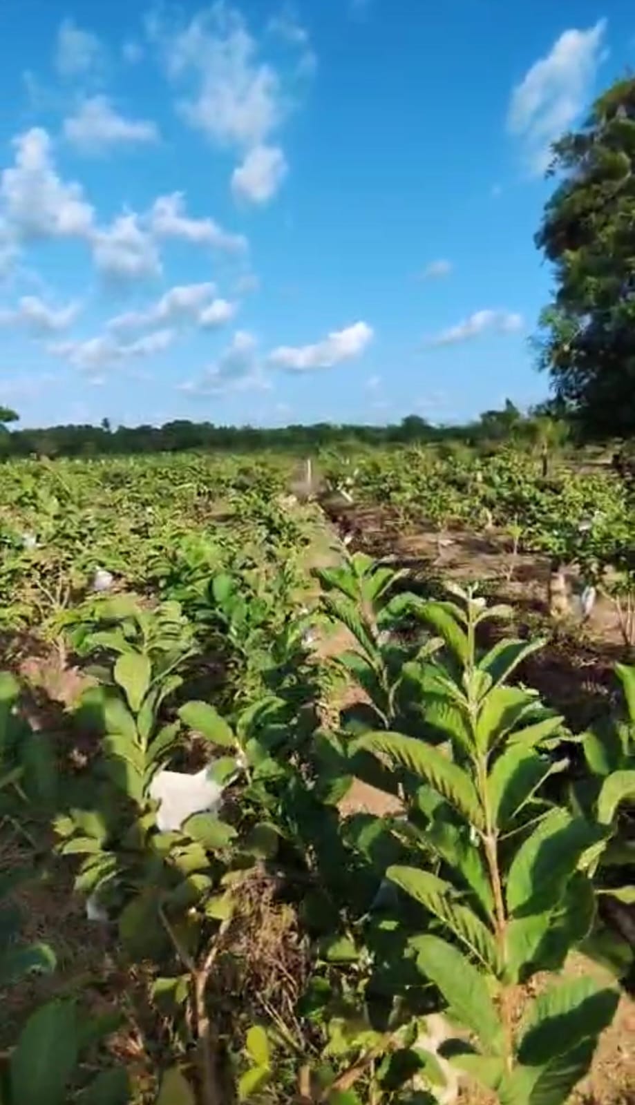පේර වගා කර ඇති ඵලදාව ලබන අක්කර 02 ඉඩම විකිණීමට