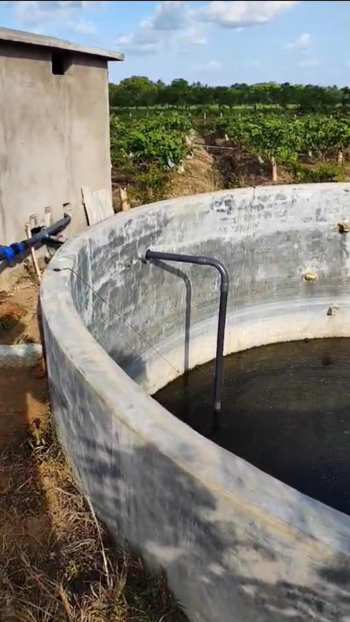 පේර වගා කර ඇති ඵලදාව ලබන අක්කර 02 ඉඩම විකිණීමට