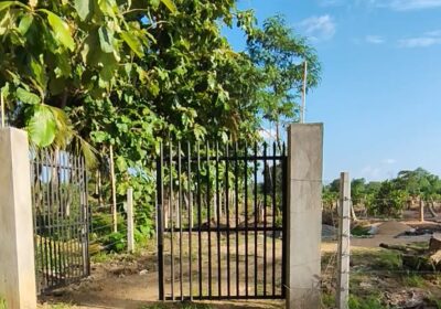 පේර වගා කර ඇති ඵලදාව ලබන අක්කර 02 ඉඩම විකිණීමට