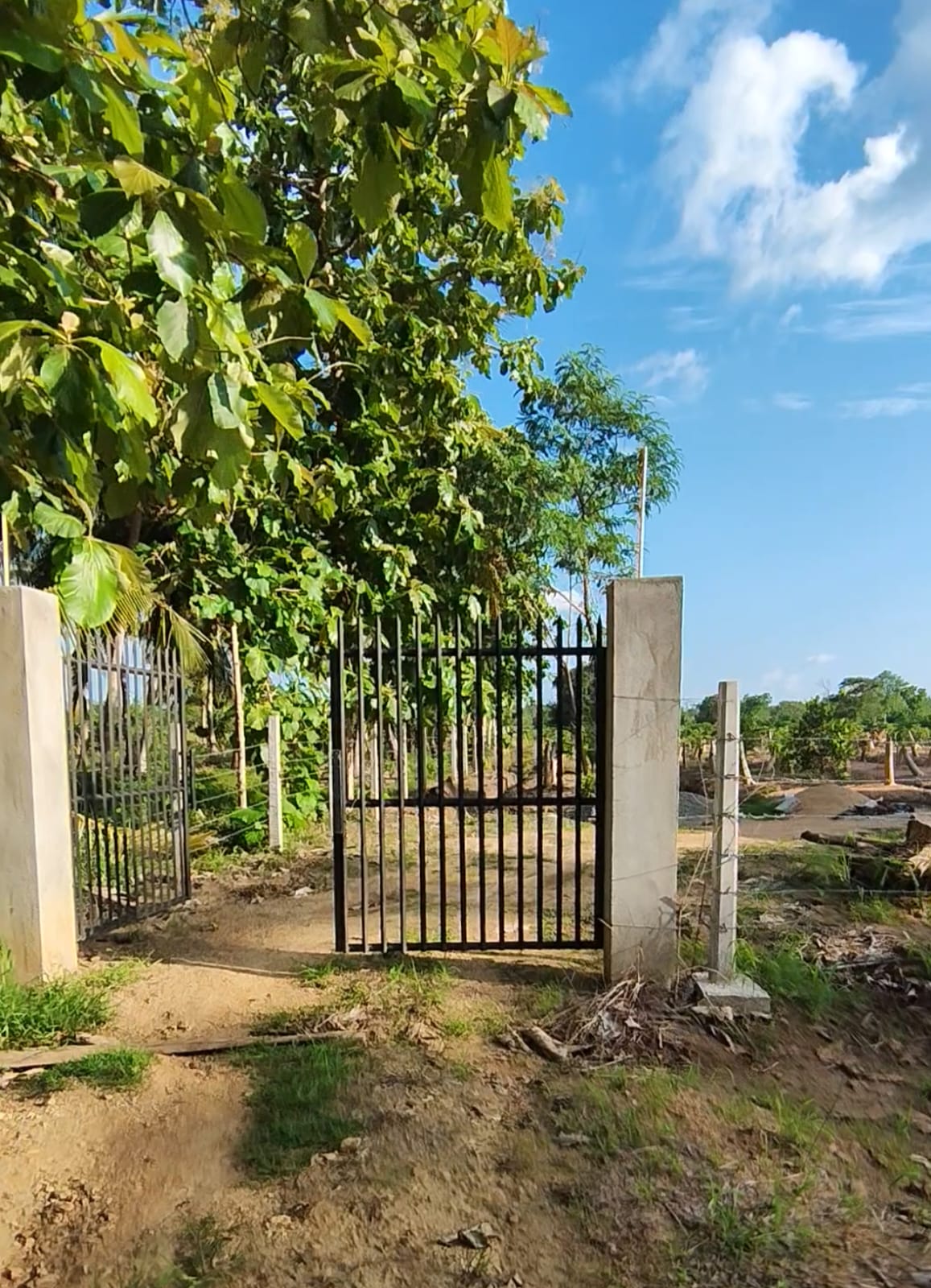 පේර වගා කර ඇති ඵලදාව ලබන අක්කර 02 ඉඩම විකිණීමට