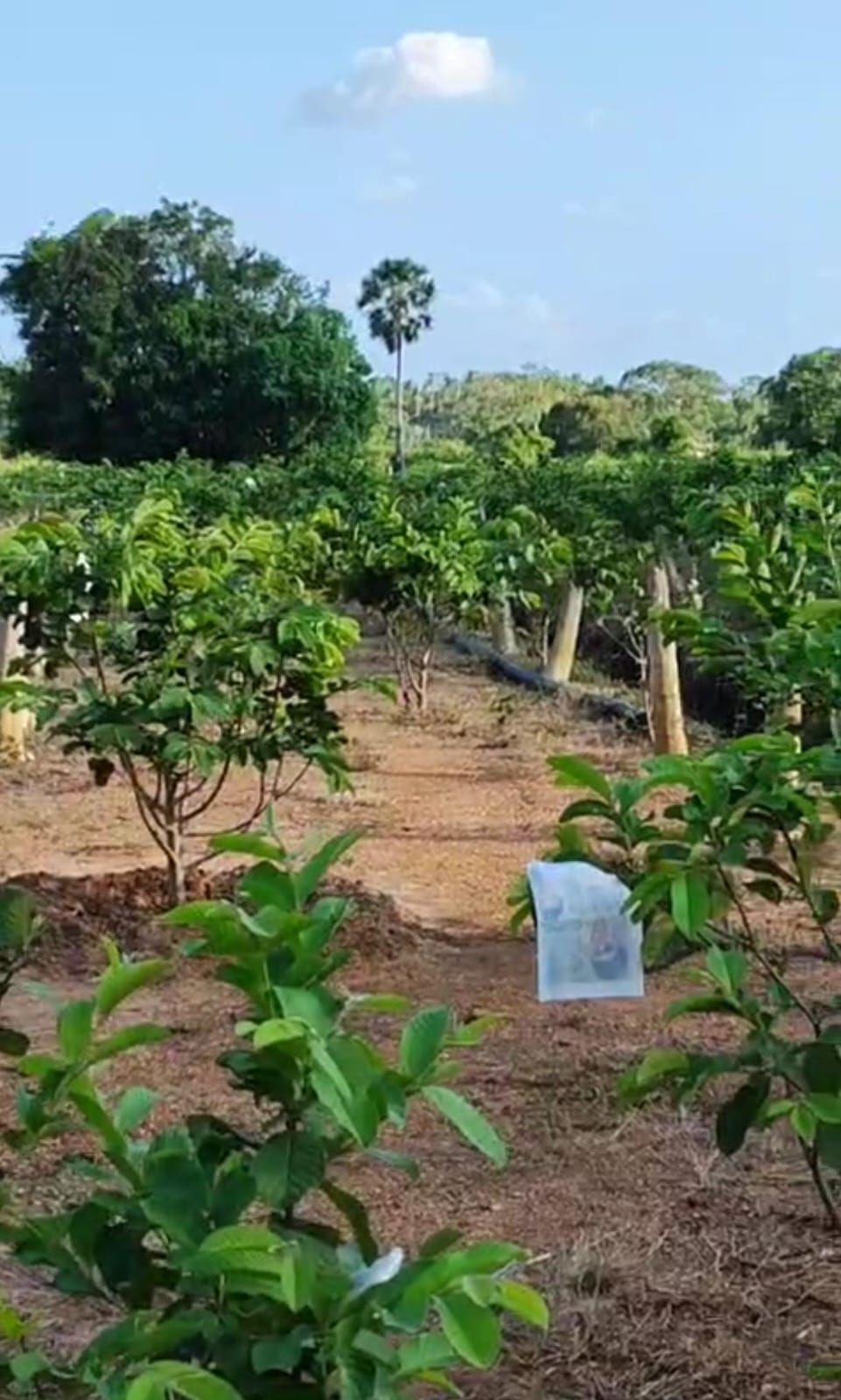 පේර වගා කර ඇති ඵලදාව ලබන අක්කර 02 ඉඩම විකිණීමට