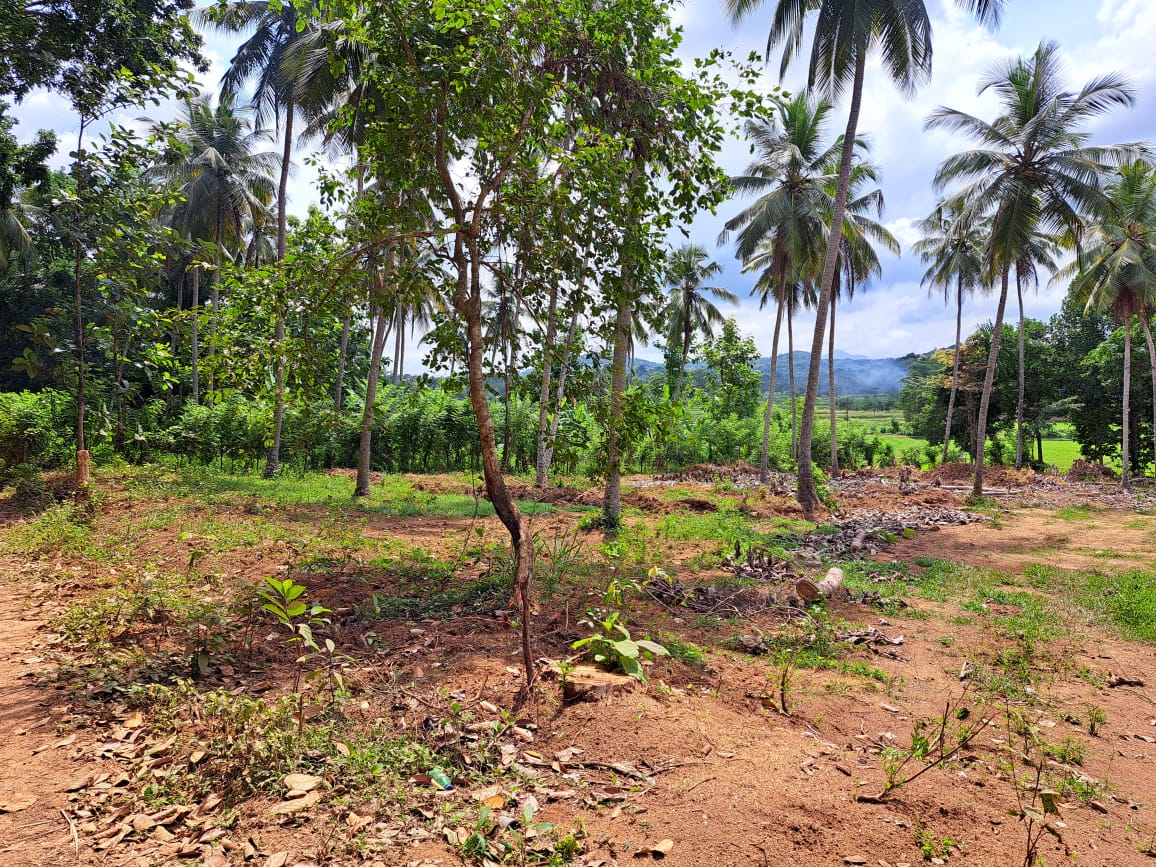 Land for Sale in Polgahawela