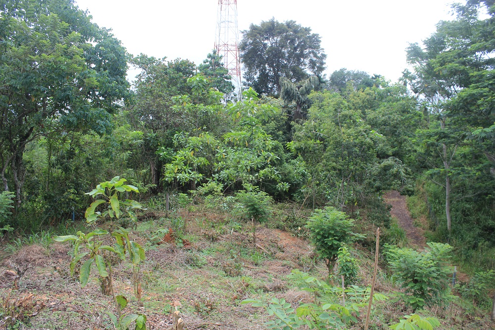 Land Sale in Wariyagala